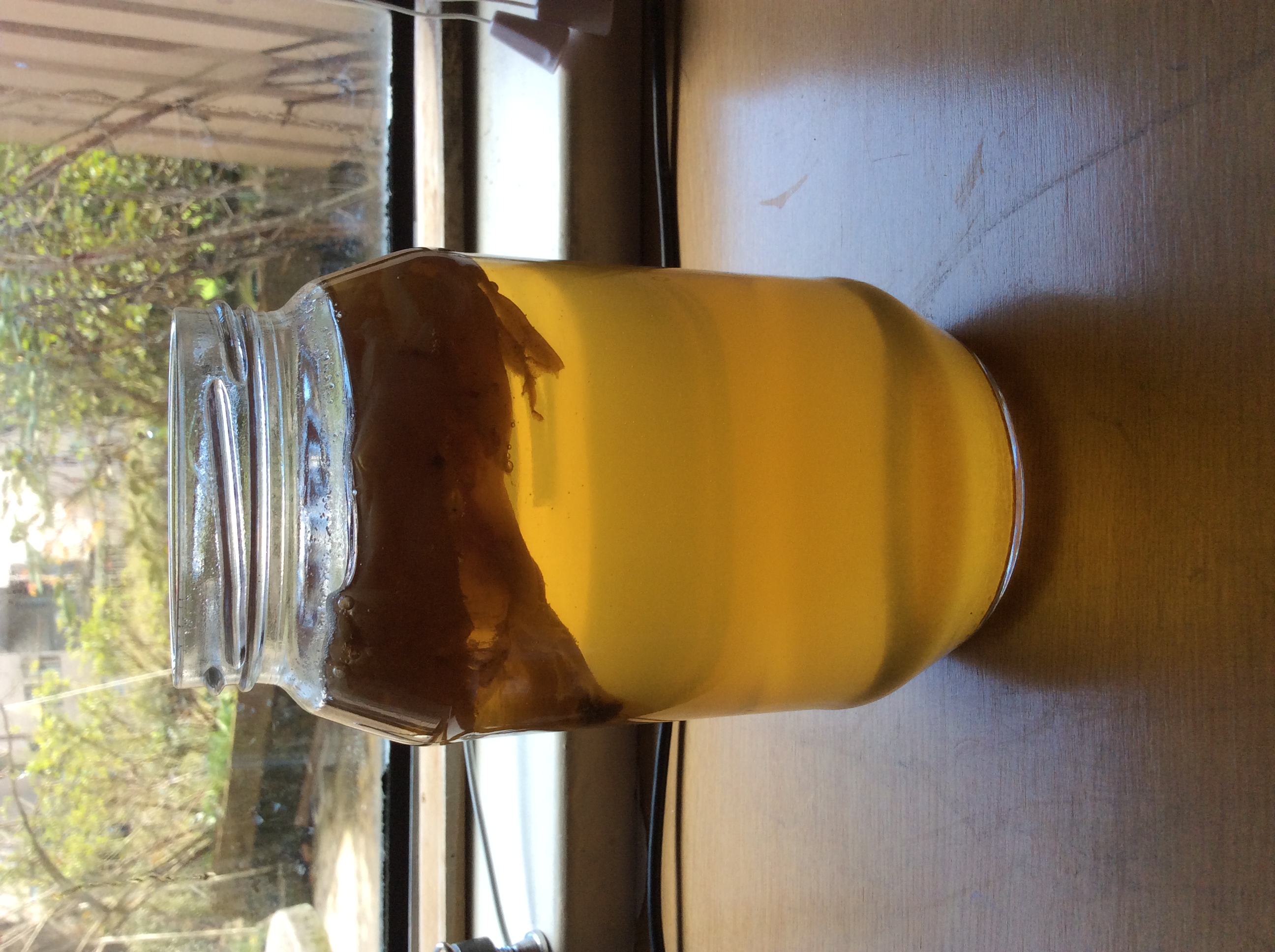 Kombucha_tea_.jpg