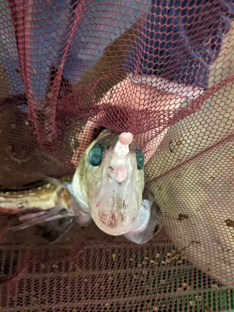 Ghost-Shark-Tenanculum-768x1024.webp