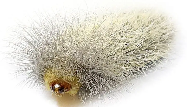 Megalopygidae-Caterpillar-777x444.webp