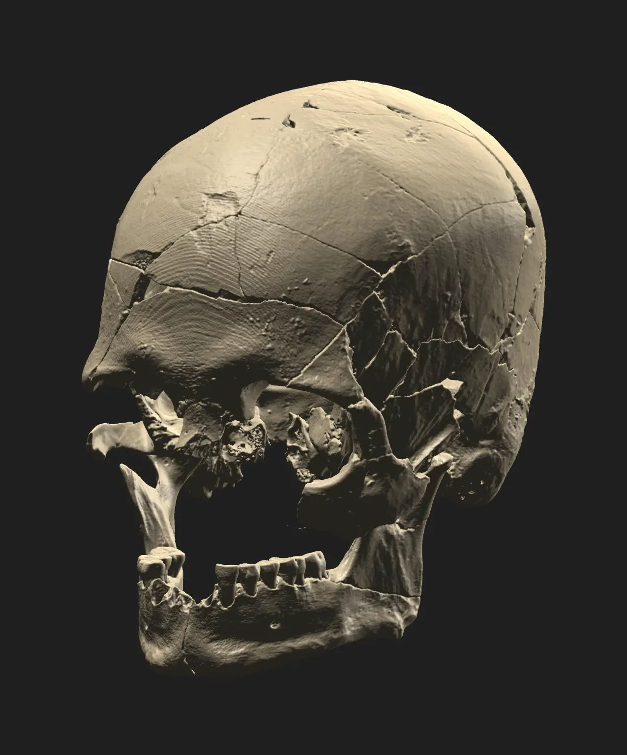 Luzio-Skull-Rendering-1275x1536.webp