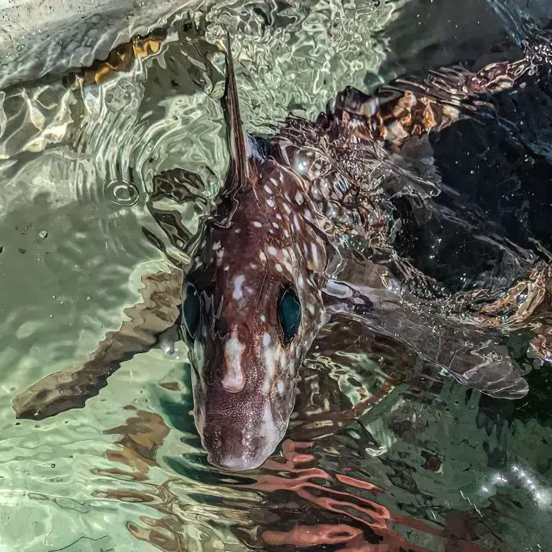 Ghost-Shark.webp