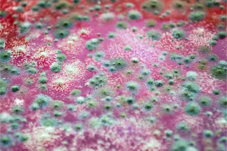 Fungal-Infection-Fungus-777x518.webp