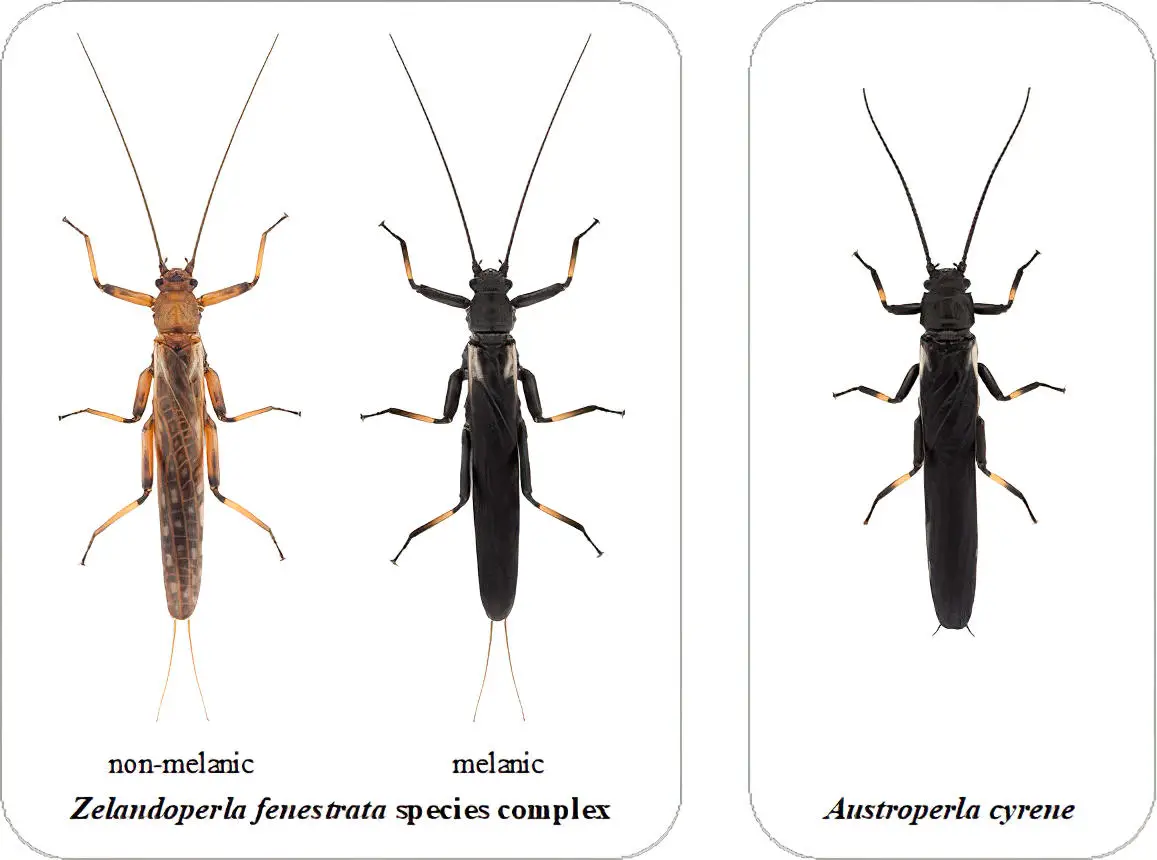 Mimic-Stonefly.webp