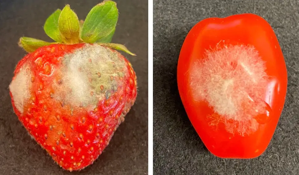 Gray-Mold-Growing-on-Produce.webp