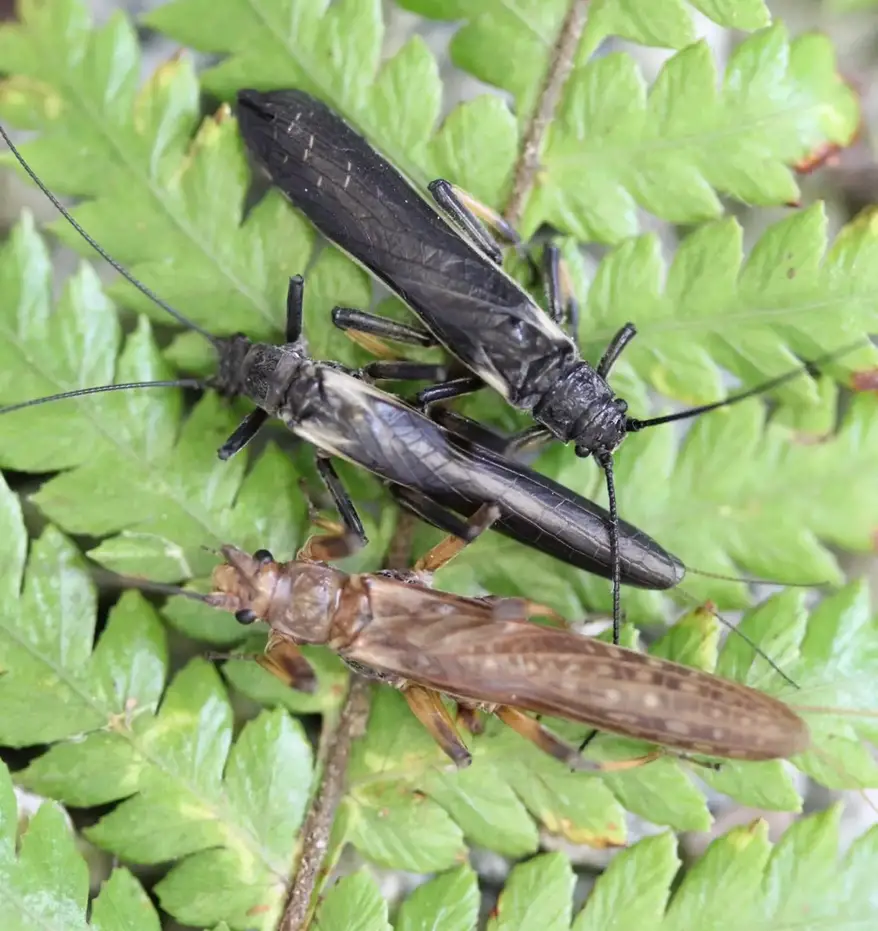 Three-Appearances-of-Mimic-Non-Mimic-and-Original-Stonefly.webp