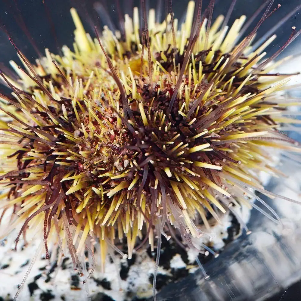 Sea-Urchin-Close-Up.webp