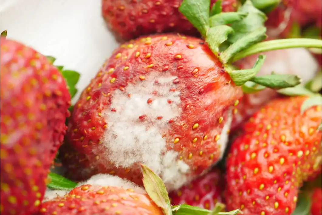 Gray-Mold-Bad-Strawberry.webp