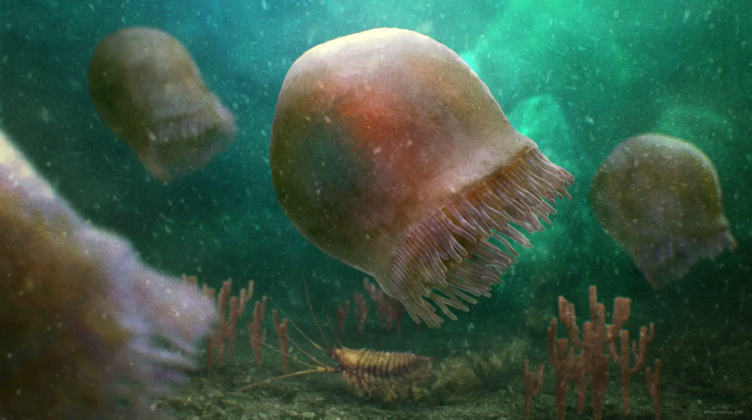 Burgessomedusa-phasmiformis-Reconstruction-1536x859.webp