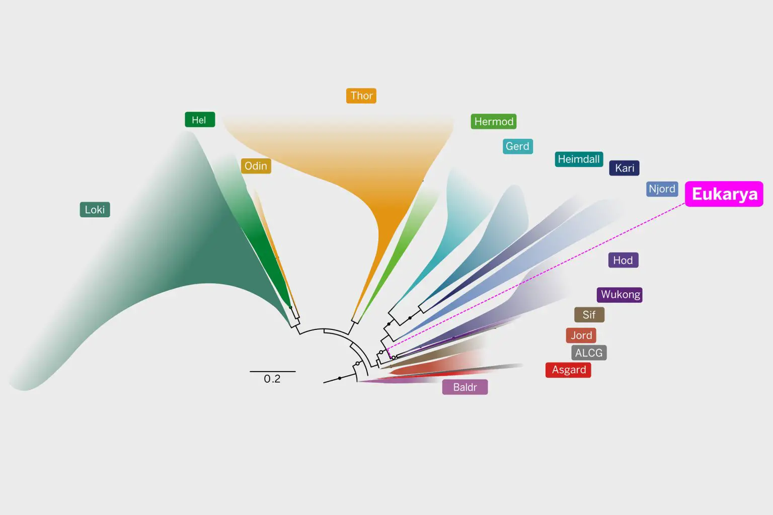 Asgard-Archaea-Fan-Tree-1536x1024.webp