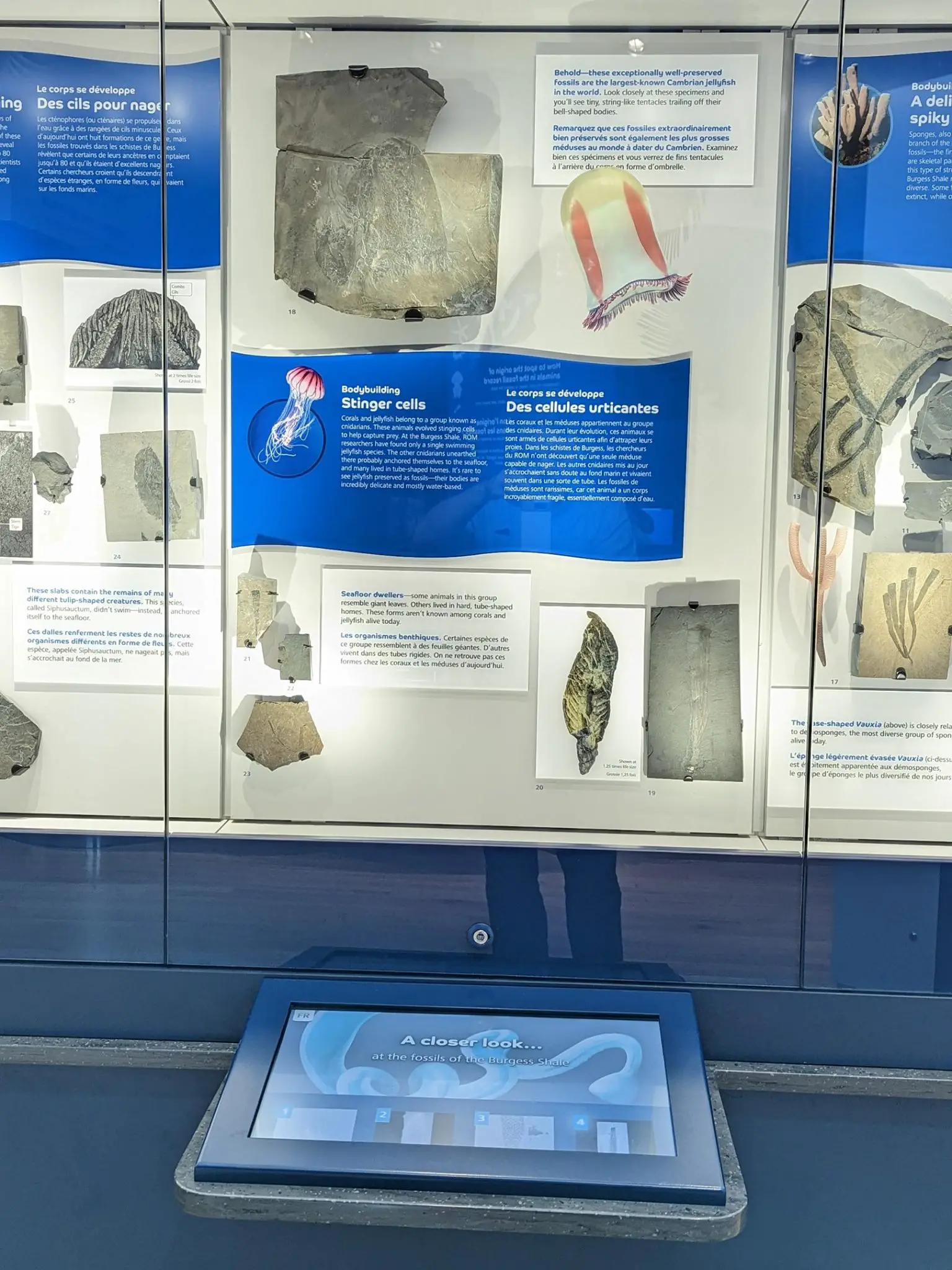Royal-Ontario-Museum-Jellyfish-Fossil-Display-1536x2048.webp