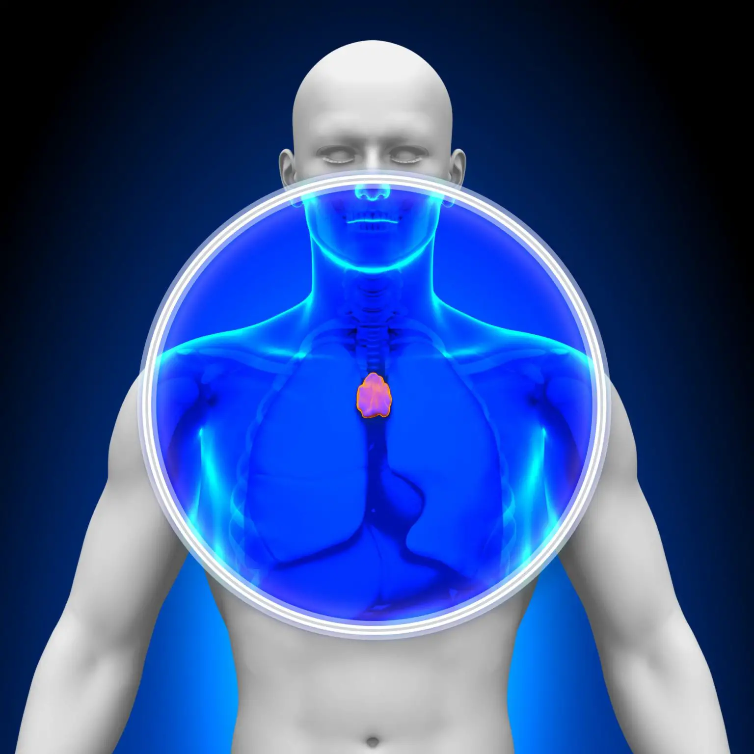 Thymus-Human-Body-Scan-1536x1536.webp