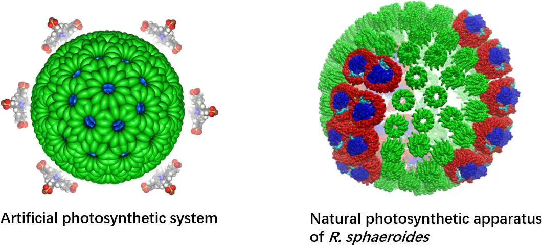 A-Hierarchical-Self-Assembly-Photocatalytic-System.webp