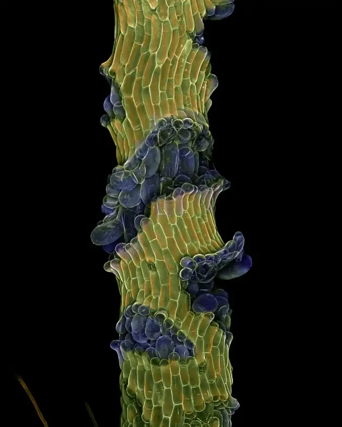 Arabidopsis-Stem-With-Weakened-Cell-Adhesion.webp