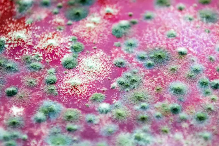 Fungus-on-Jelly-768x512.webp