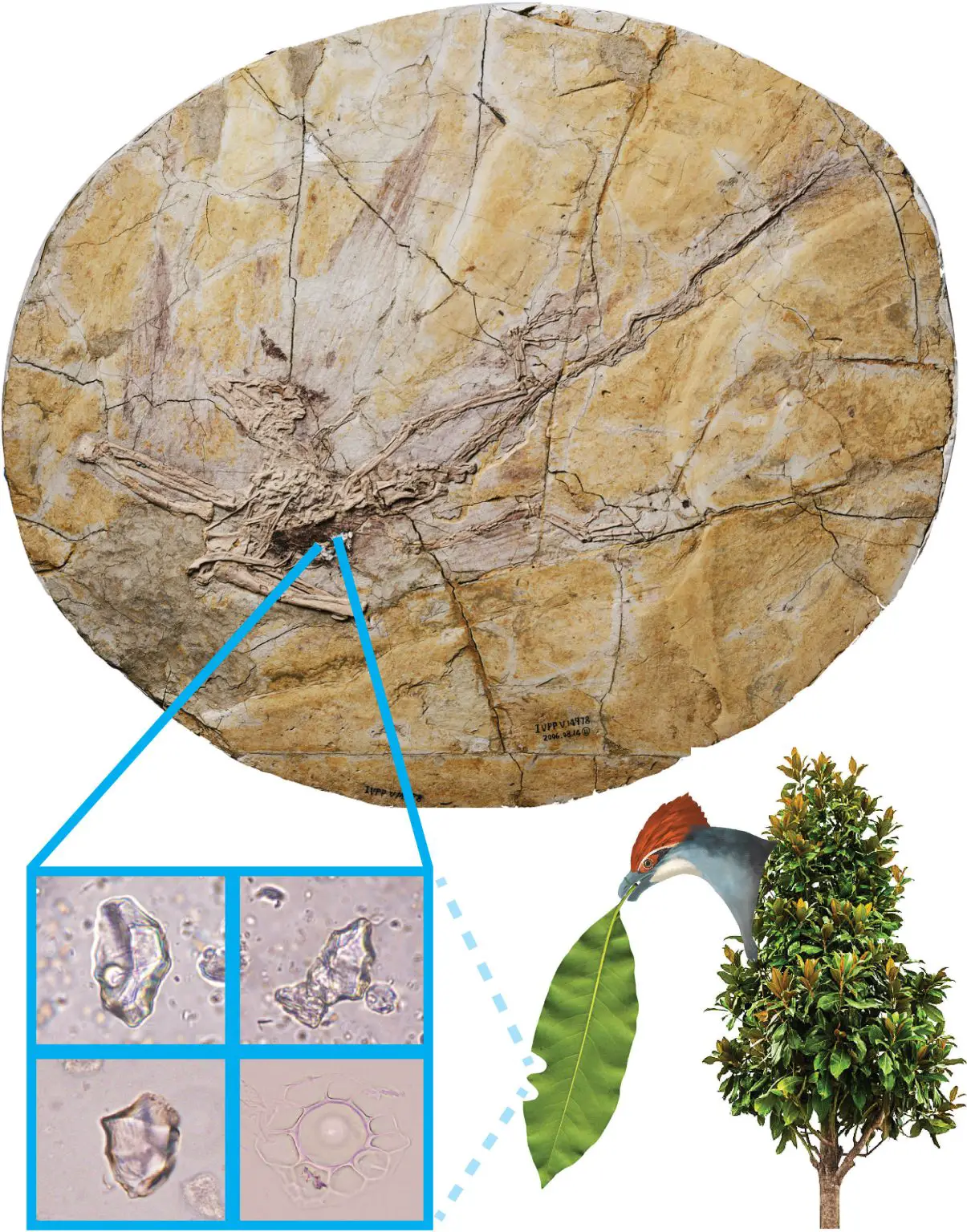The-120-Million-Year-Old-Fossil-Skeleton-With-Feathers-of-the-Juvenile-Early-Bird-Jeholornis-From-China-1205x1536.webp