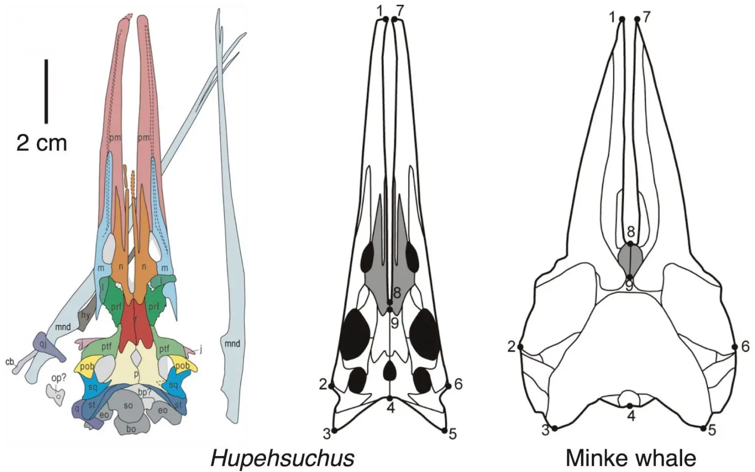 Skulls-of-Hupehsuchus-and-Minke-Whale-1536x960.webp