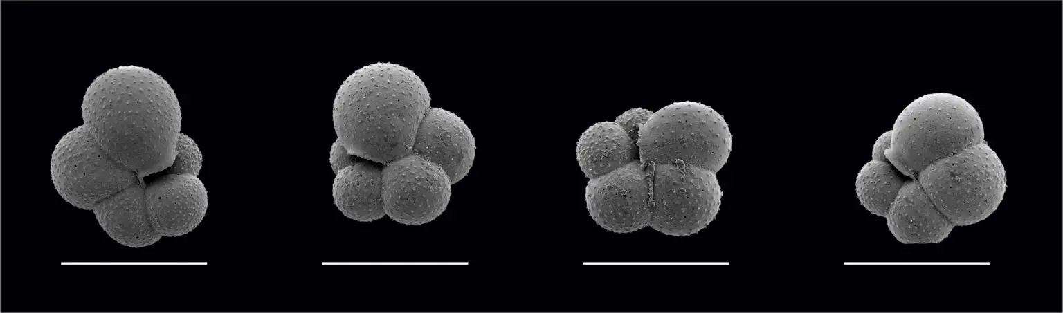 Planktonic-Foraminifer-1536x453.webp