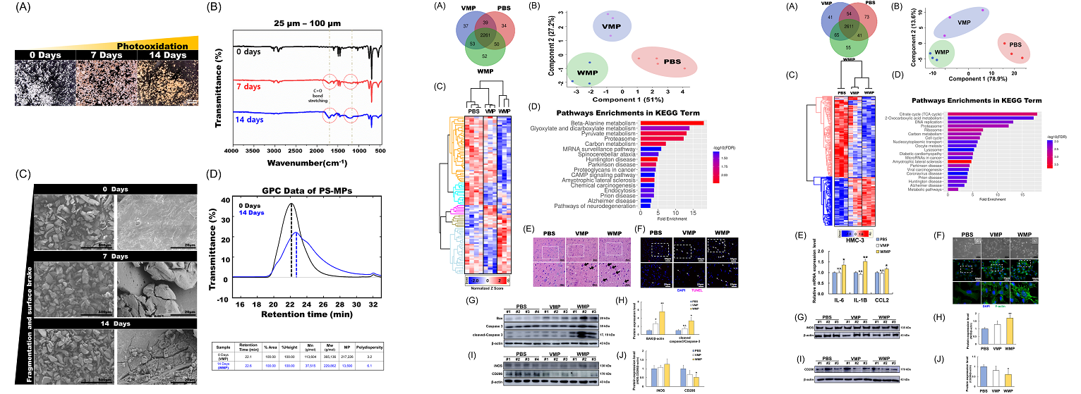 5. Establishment of microplastic model and changes in mouse brain and microglia.png
