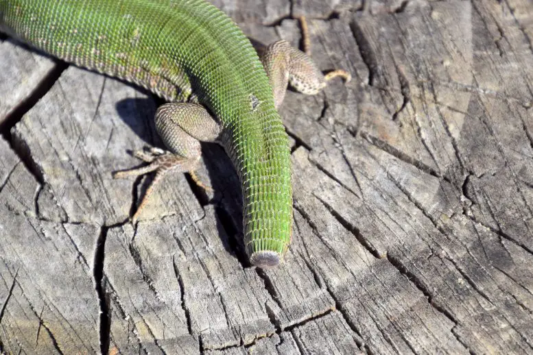 Lizard-Tail-Regeneration-777x518.webp