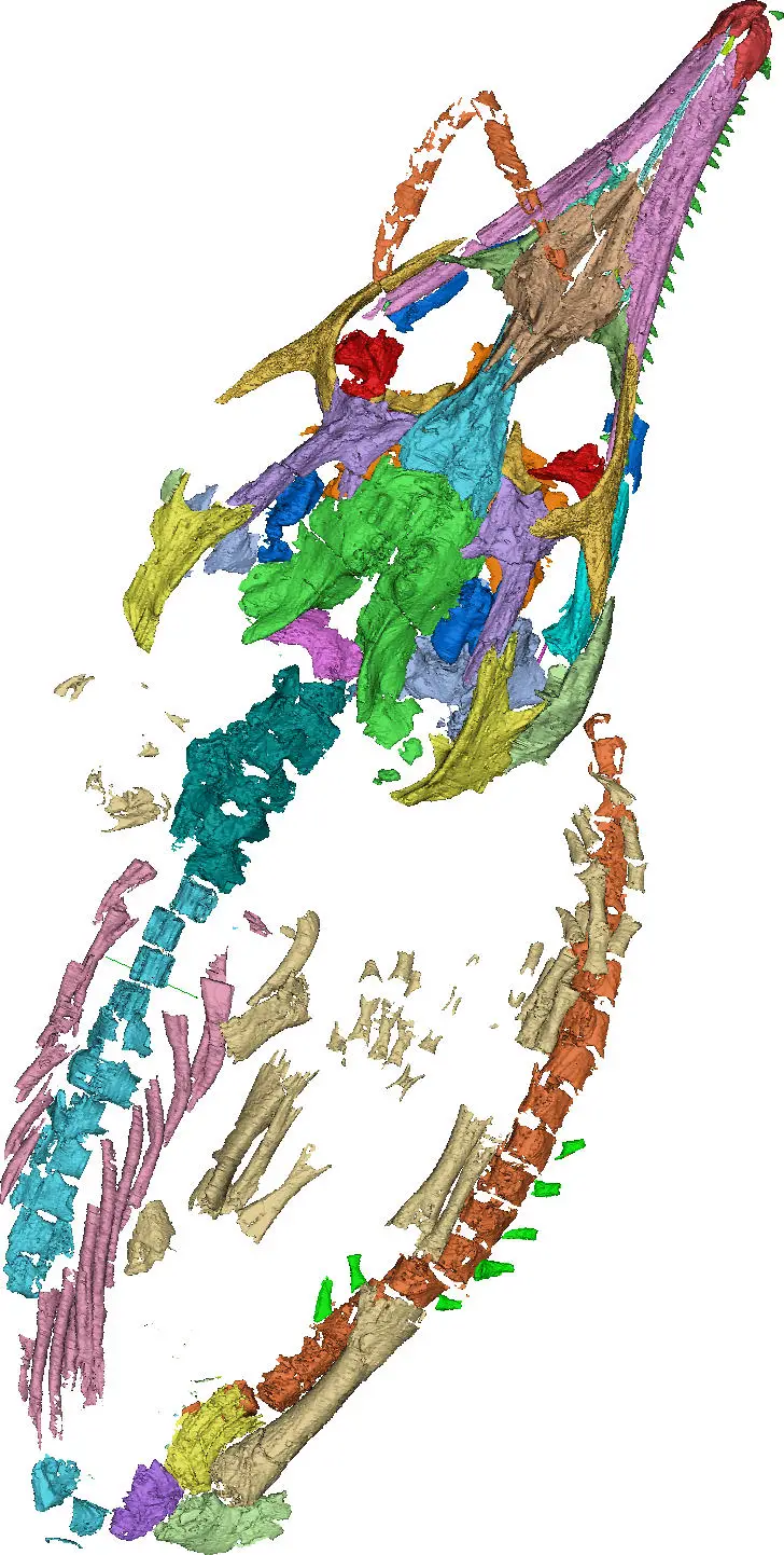 Skeleton-of-a-Baby-Chorisodere.webp