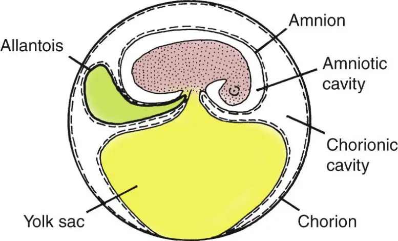 Amniotic-Egg-Graphic-777x470.webp
