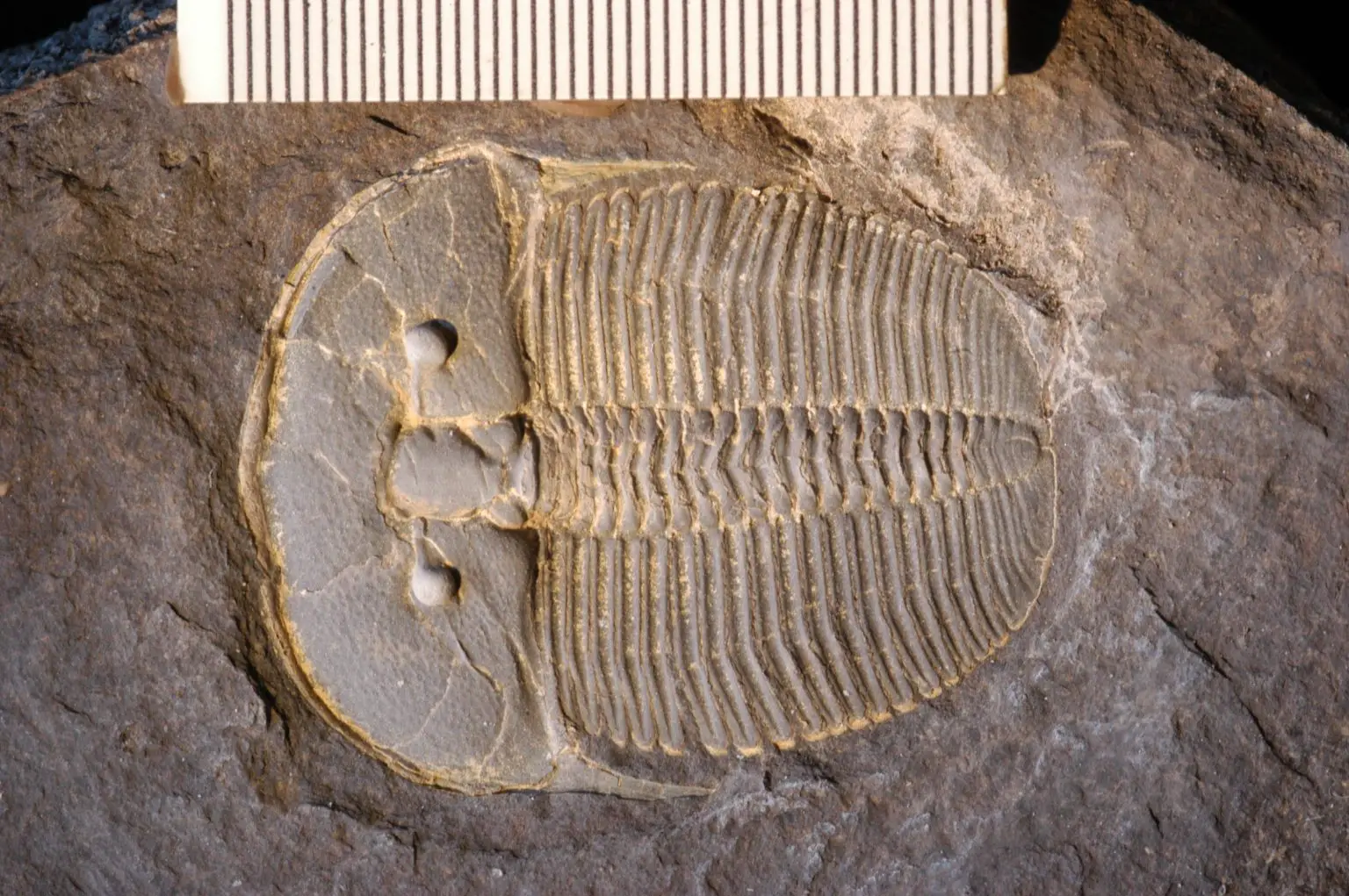 Trilobite-Fossil-1-1536x1021.webp