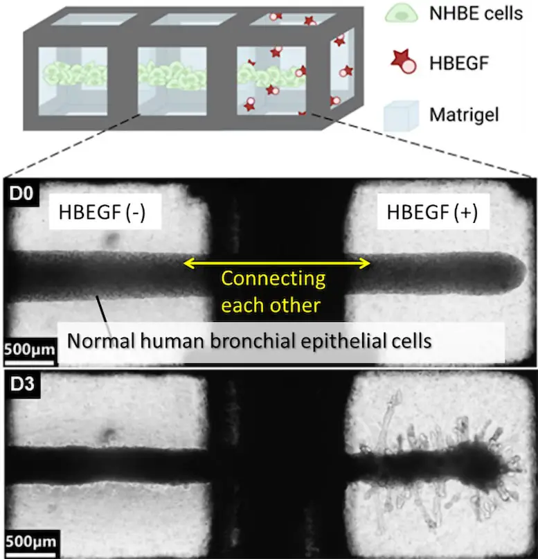 Organoid-Cube-System-Position-Control.webp