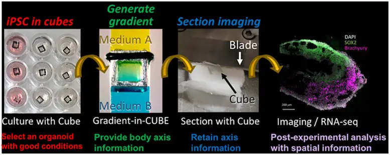 Differentiation-Slicing-Analysis-Organoids.webp
