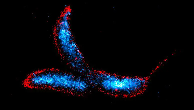 Caulobacter-crescentus-777x439.webp