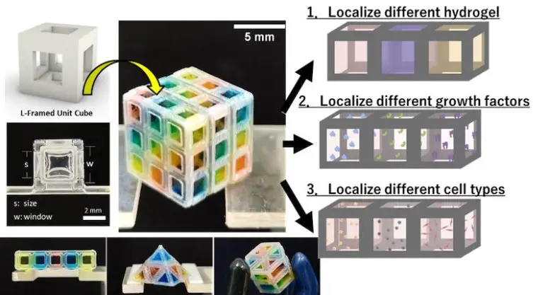 Organoid-Cube-System-Schematic-777x417.webp
