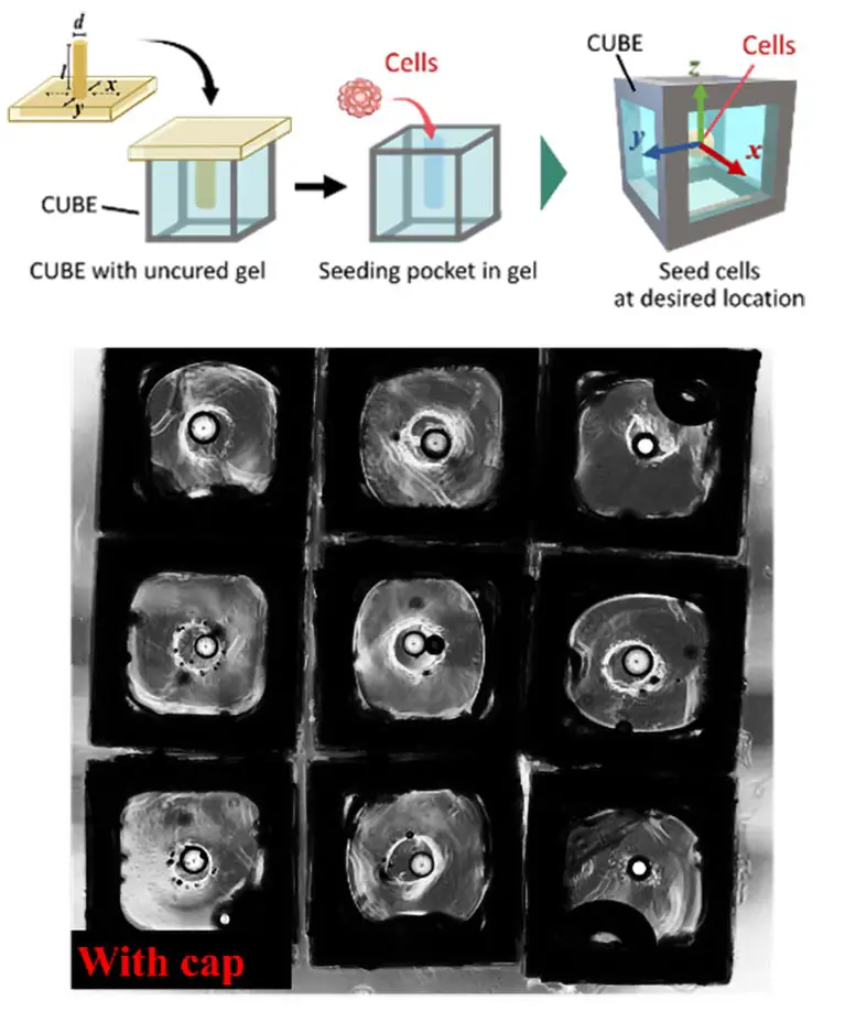 Organoid-Cube-System-Cell-Seeding-Control.webp