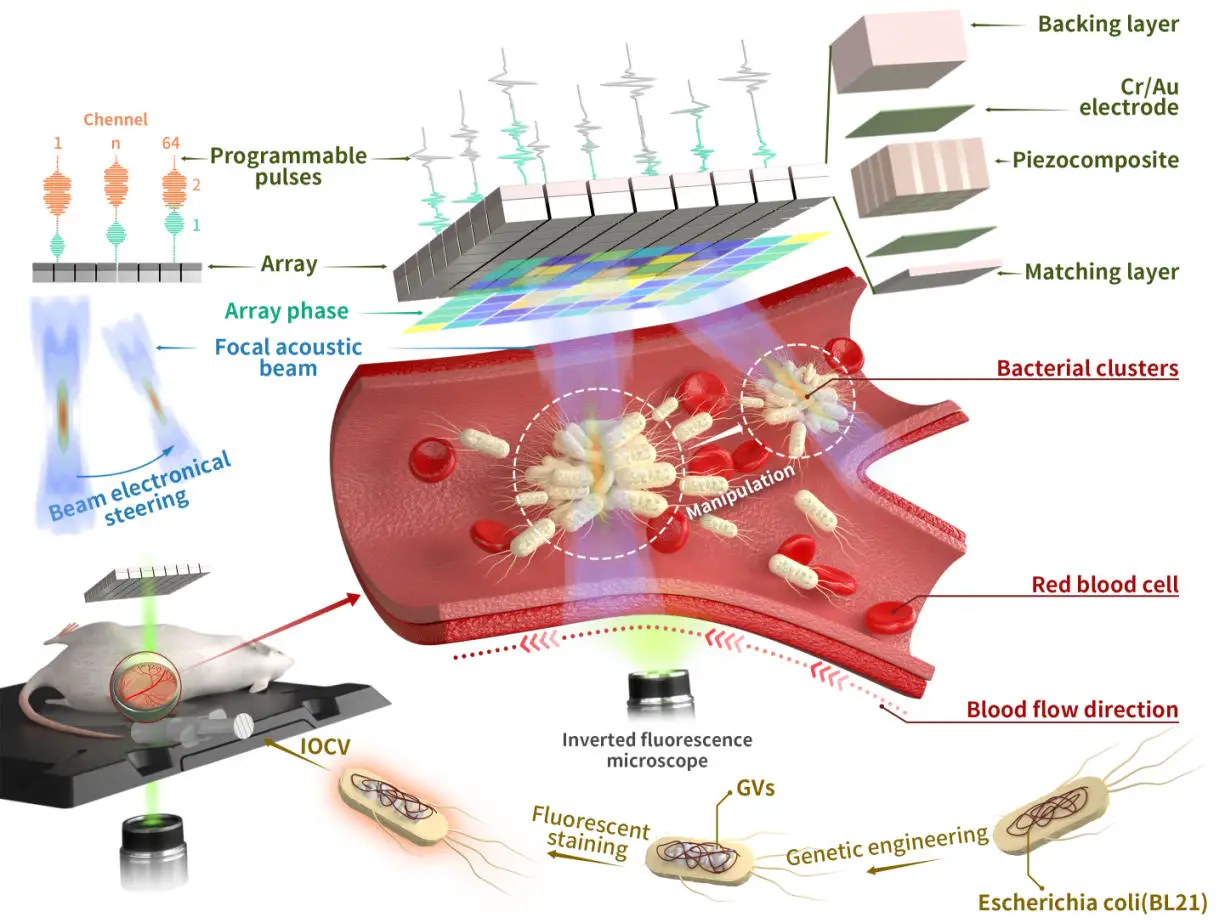 Setup-Diagram-for-In-Vivo-Manipulation-of-Cells-Using-PAHAT.webp