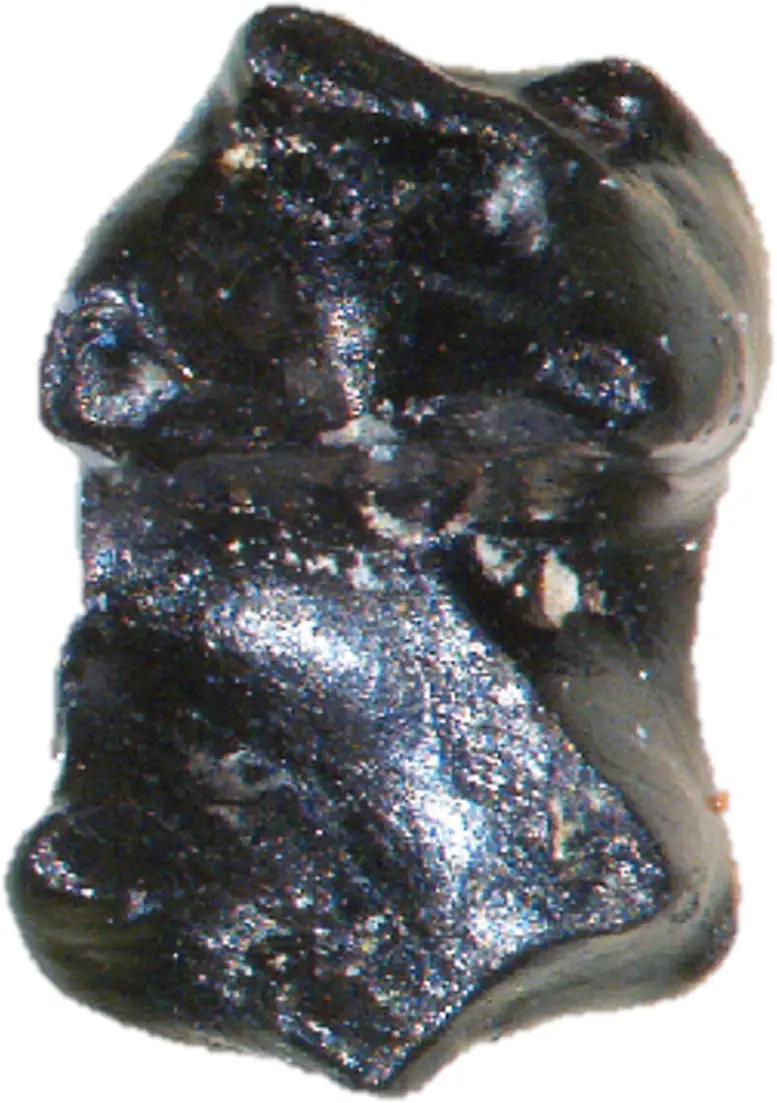 A-Fossilized-Sikuomys-mikros-Tooth.webp