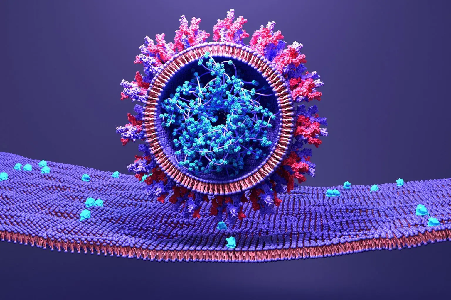 SARS-CoV-2-Infects-Human-Cell-1536x1024.webp
