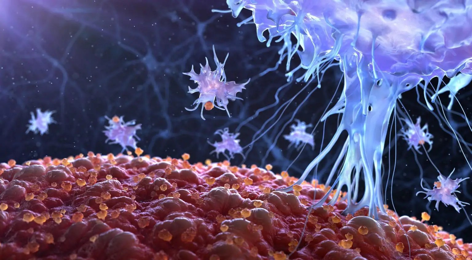 Immune-System-Cells-1536x848.webp