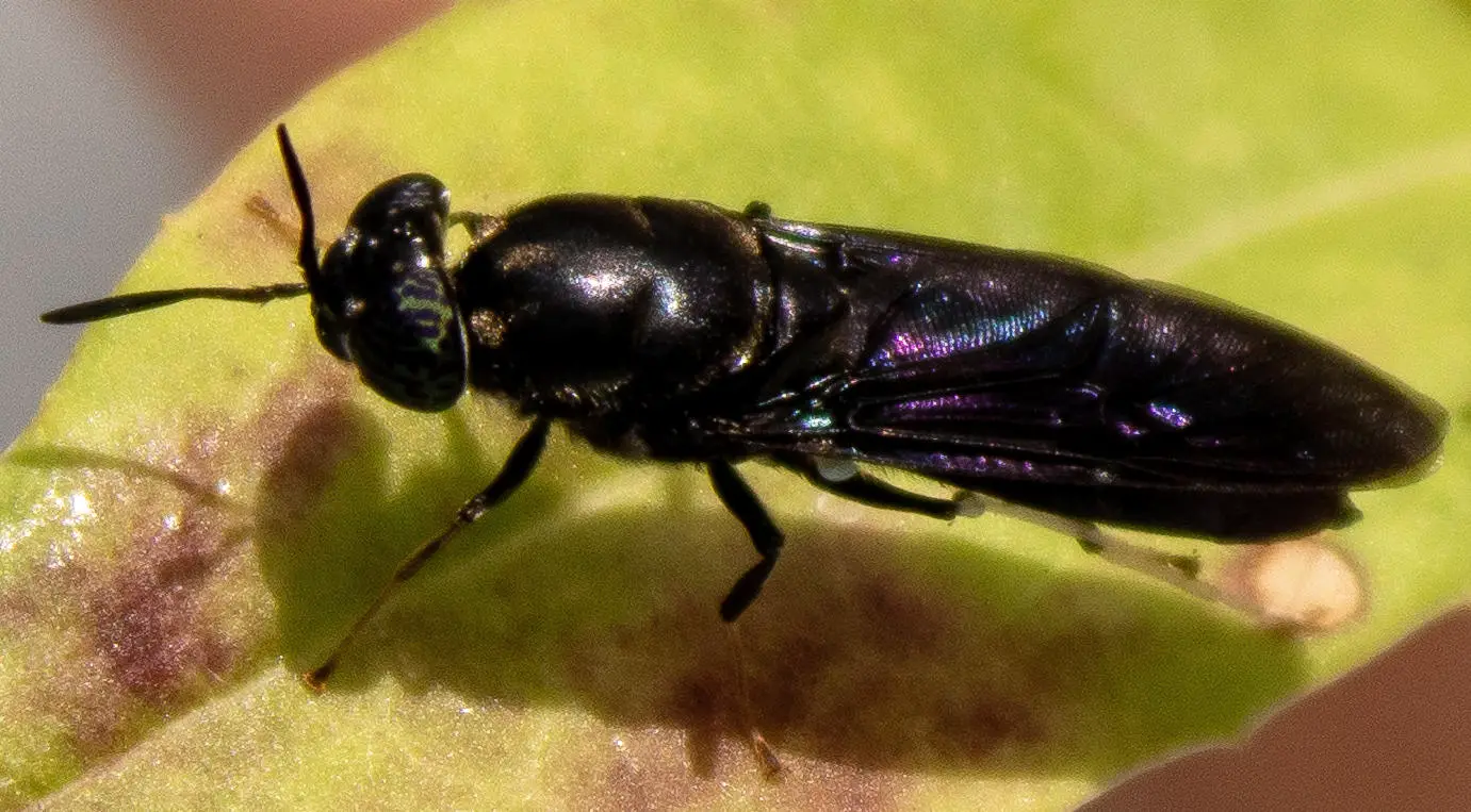 Black-Soldier-Fly.webp