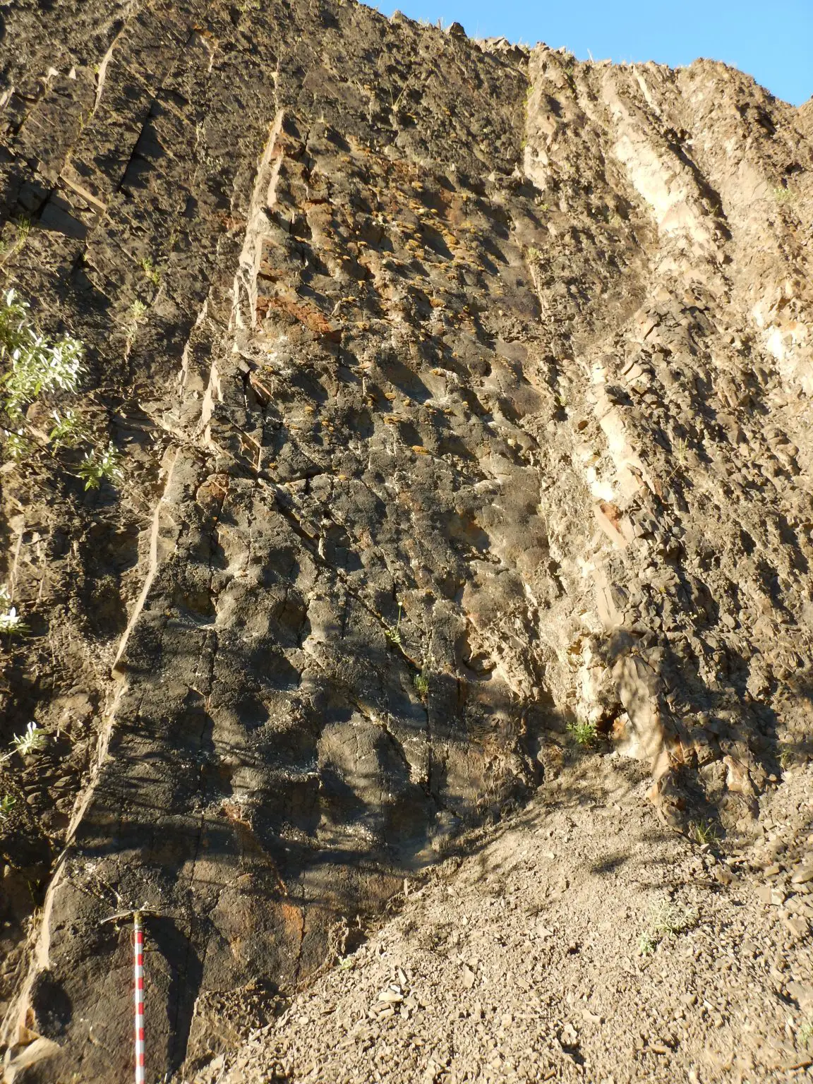 Hadrosaur-Tracks-1152x1536.webp
