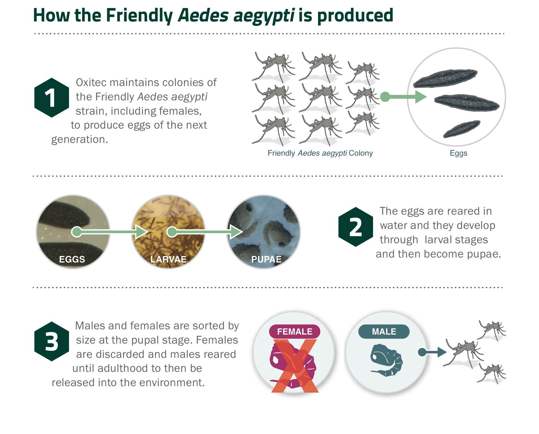 how_oxitec_mosquitoes_are_produced_full_size.jpg