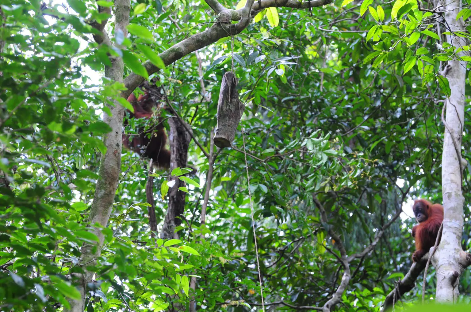 Experimental-Log-Being-Observed-by-an-Orangutan-1536x1020.webp