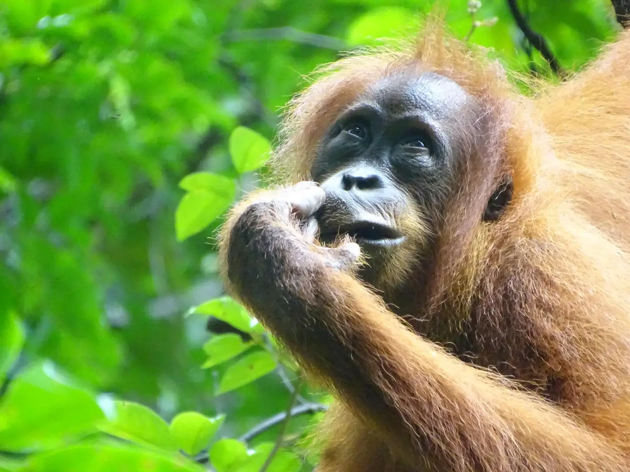Sumatran-Orangutan.webp