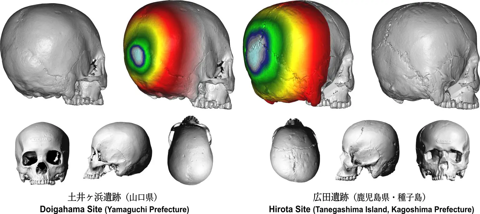 3D-Images-of-the-Skulls-Excavated-From-the-Doigahama-Site-and-the-Hirota-Site-1536x684.webp