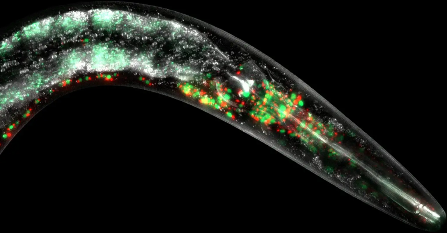 Mitochondria-Live-Worm-1536x800.webp