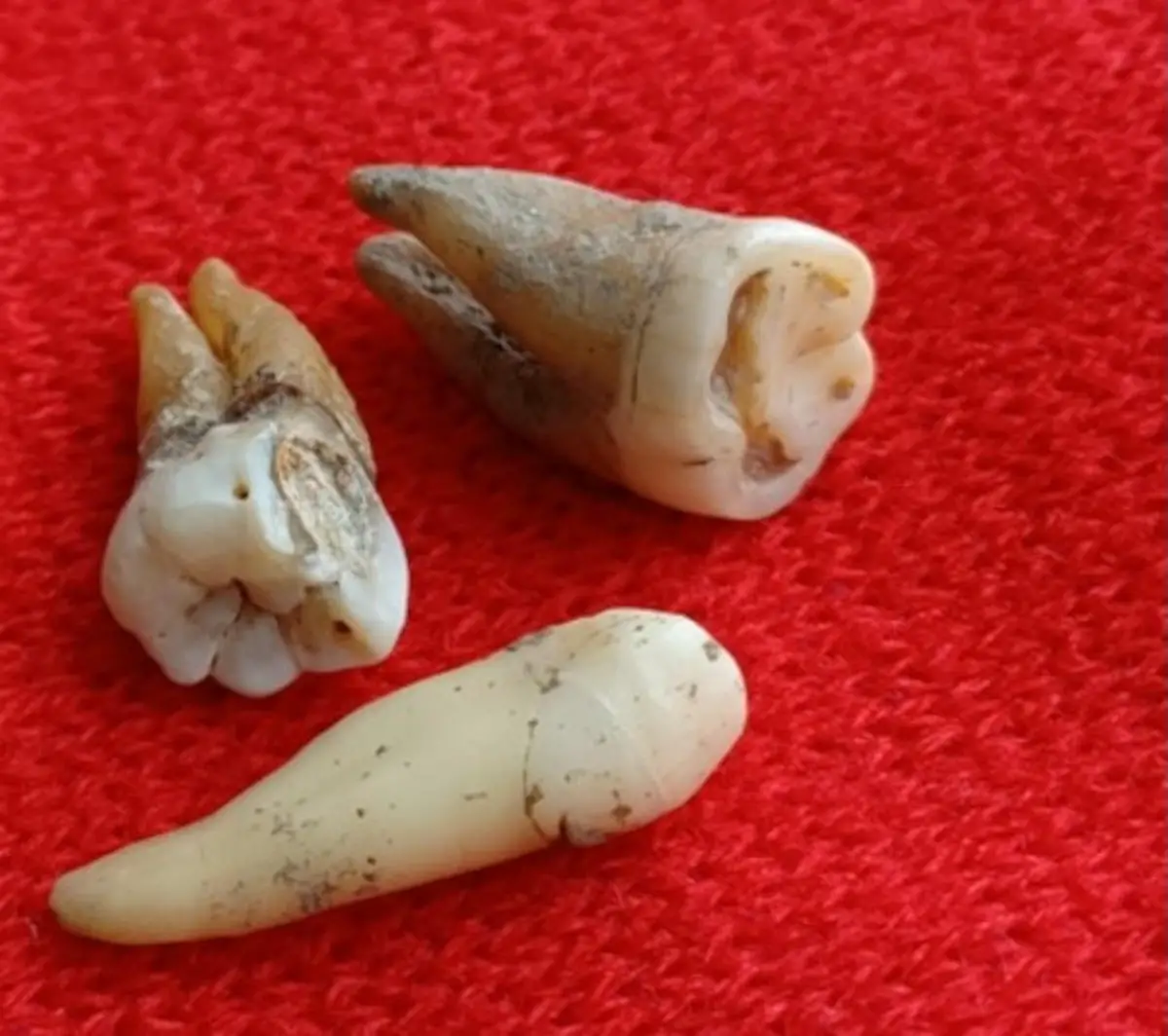 Ancient-Teeth.webp
