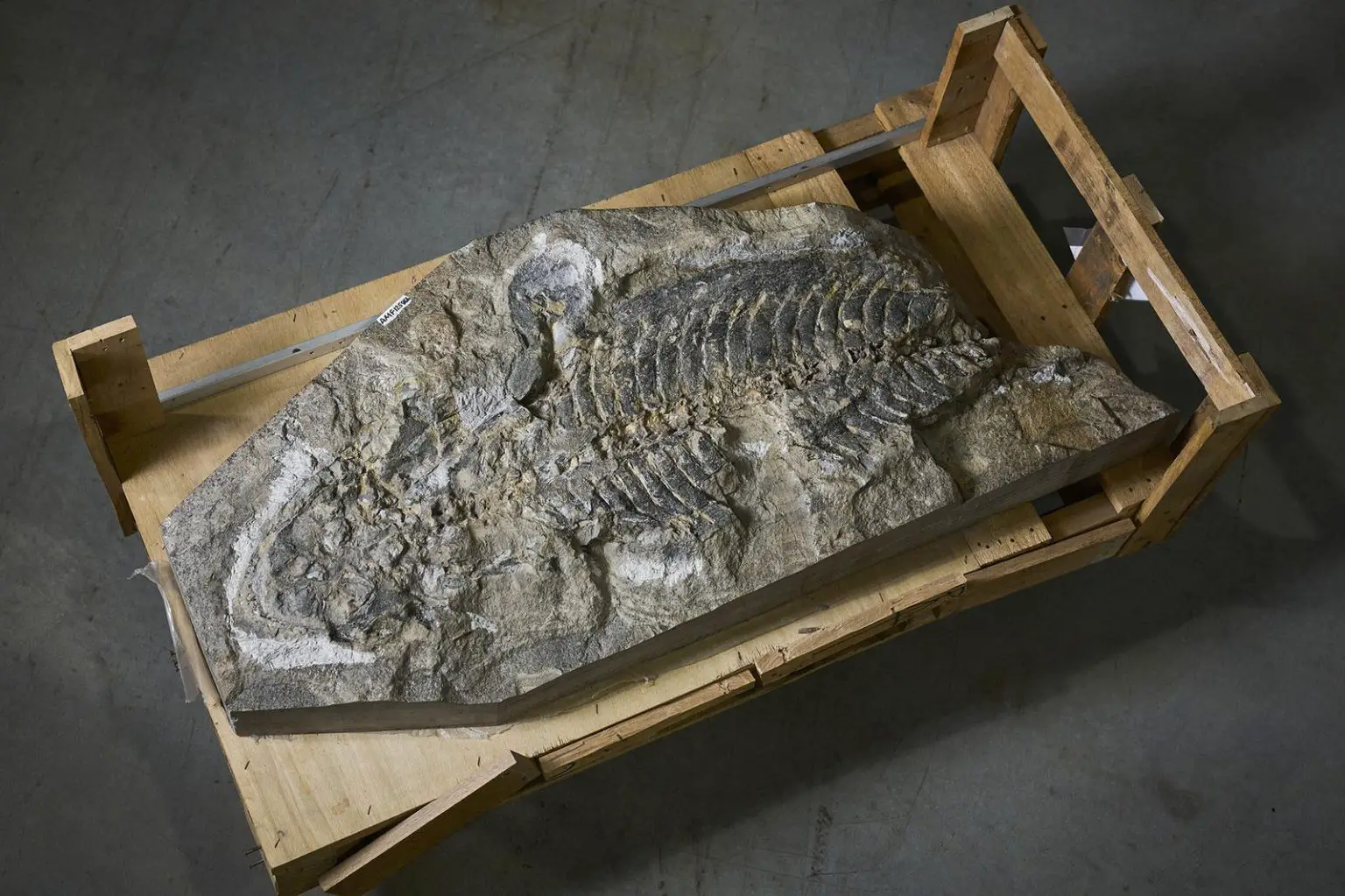Arenaerpeton-supinatus-Fossil-1536x1023.webp