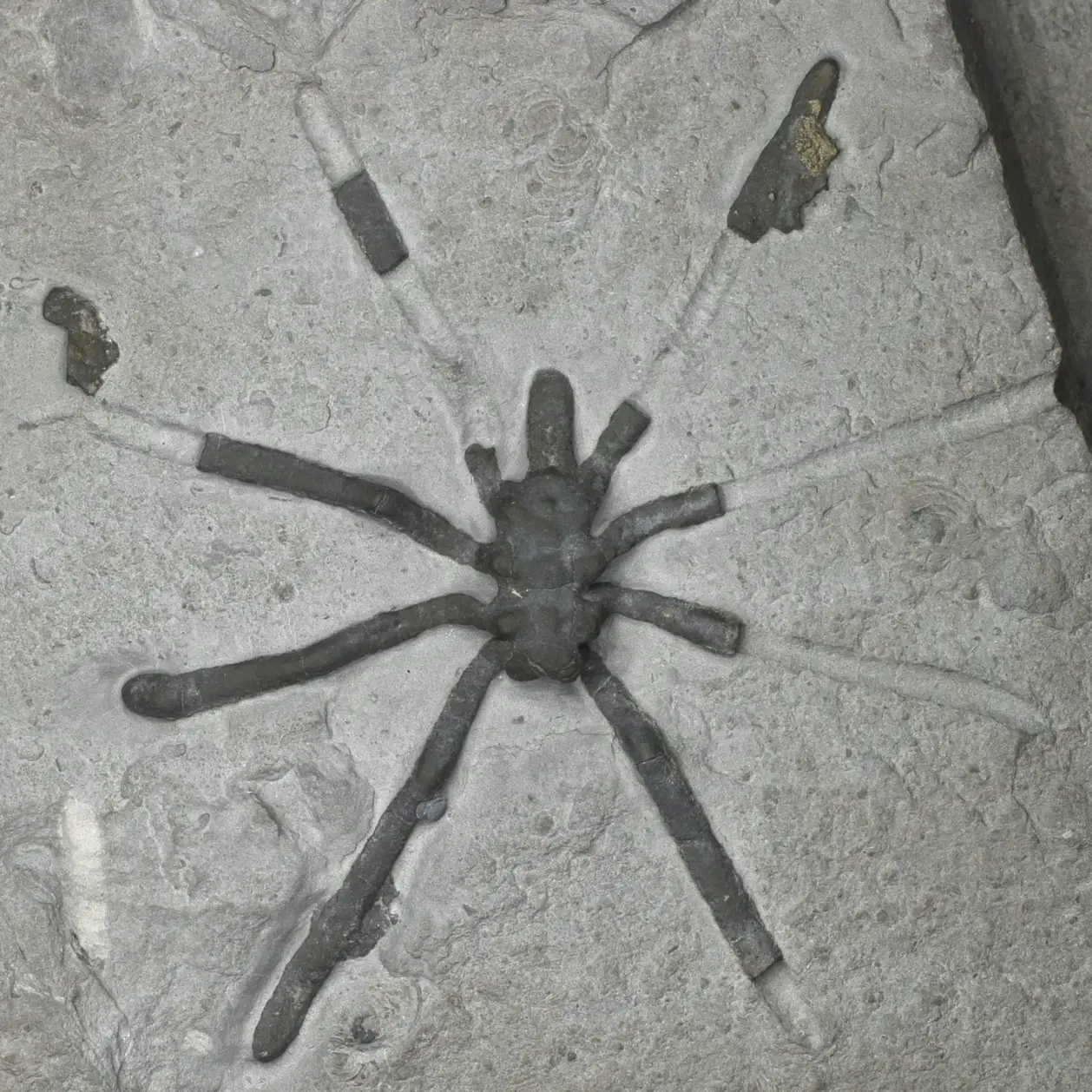 Palaeopycnogonides-gracilis-2048x2048.webp