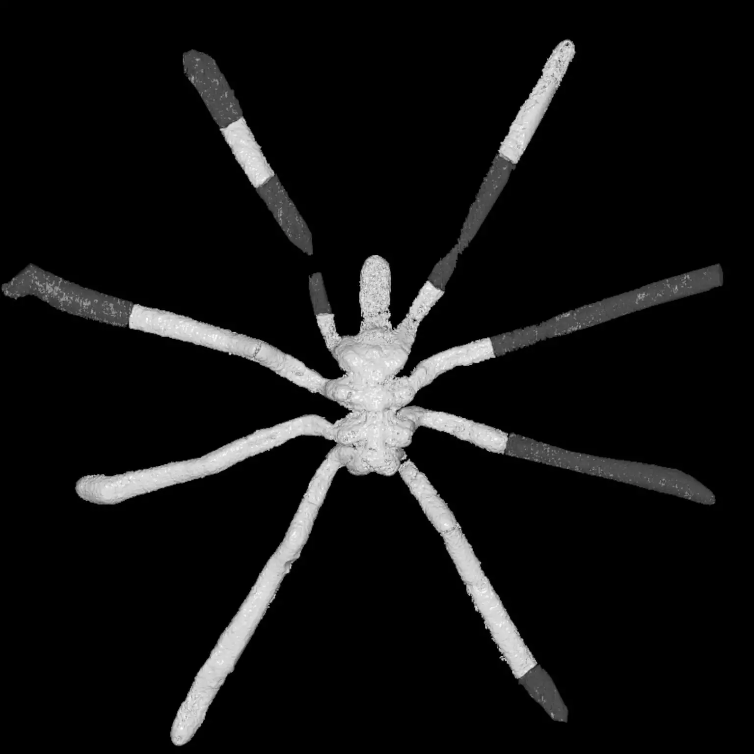 Palaeopycnogonides-gracilis-3D-Model-1536x1536.webp