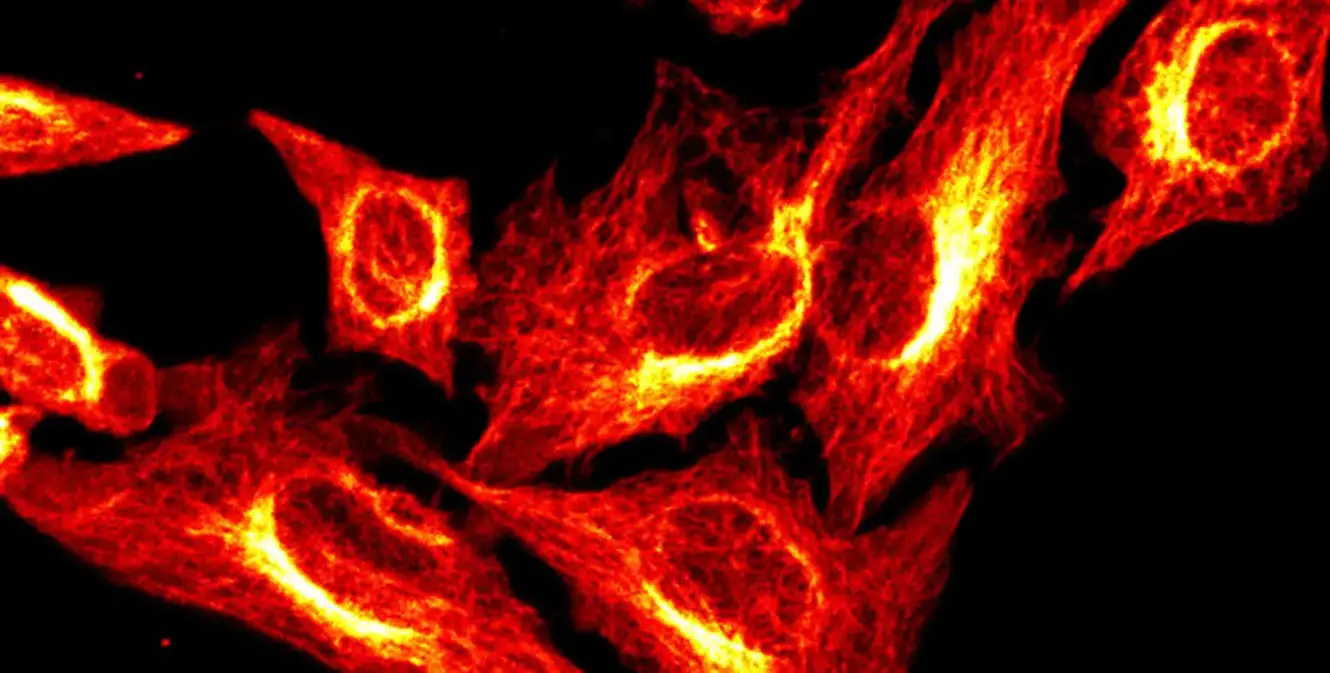 BonFIRE-Powerful-Imaging.webp