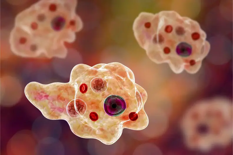 Zoonotic-Disease.webp