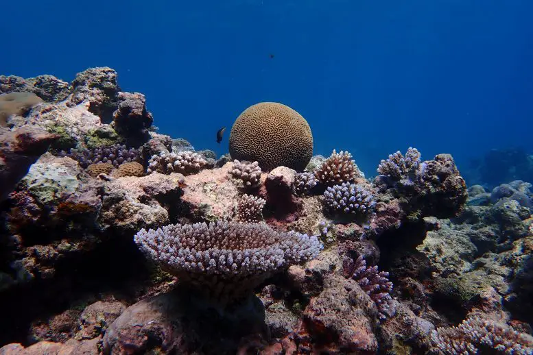 Palau-Coral-Reef-777x518.webp