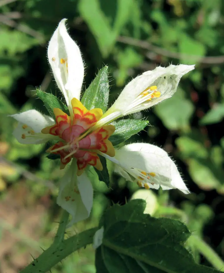 Flower-of-Nasa-hastata.webp